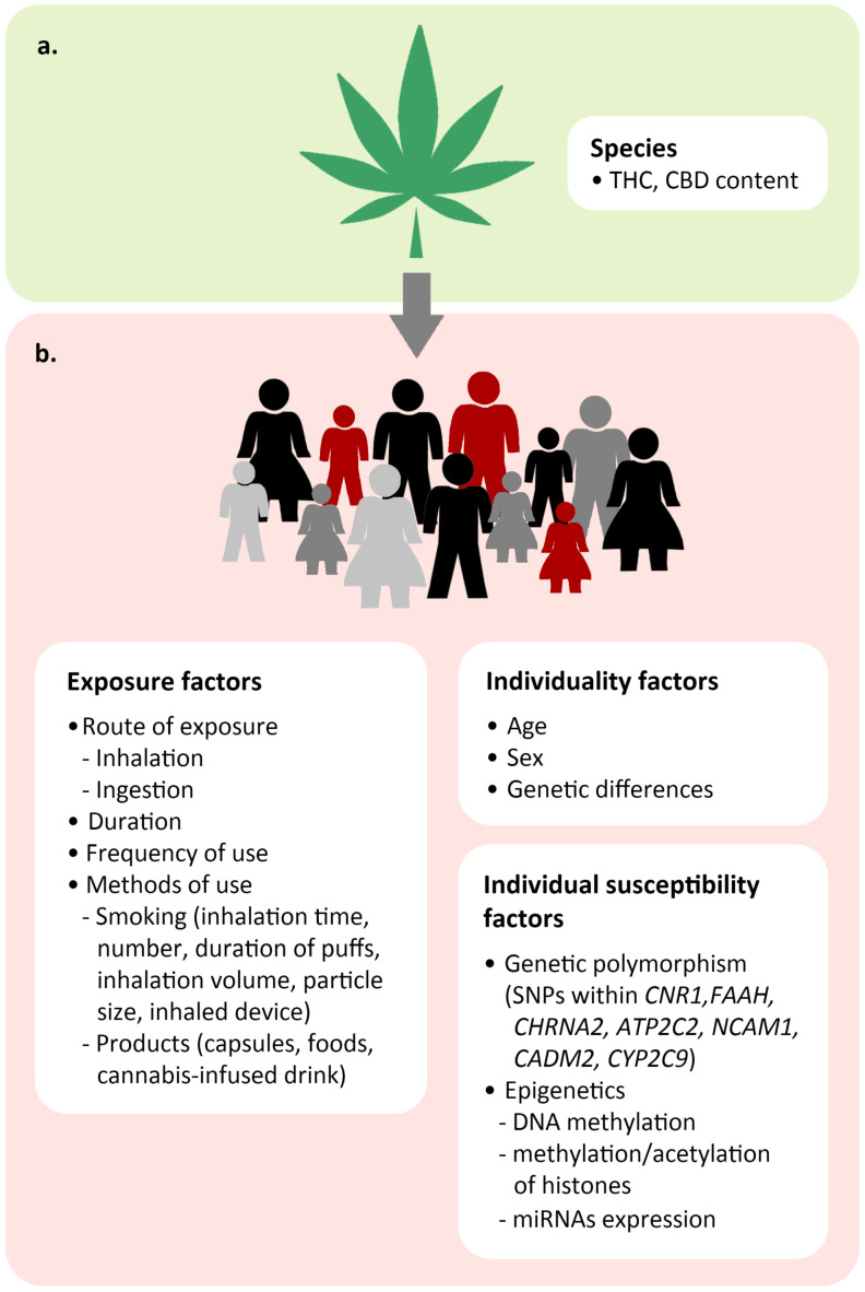 Factors influencing acute and chronic cannabis toxicity in an individual. (a) Depending on the species, the amounts of CBD and the psychoactive component THC can vary. (b) The toxicity of cannabis depends on exposure factors (route of exposure, duration, frequency, and method of use), individuality factors (age, sex, and genetic differences), and individual susceptibility factors (genetic polymorphism and epigenetics).