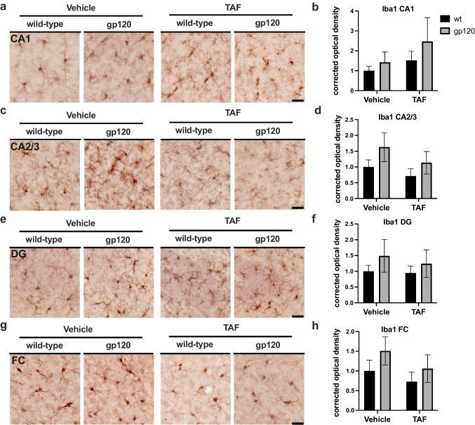 TAF treatment has no effect on IBA1 expression in gp120-tg and wt mice a IBA1 immunostaining of CA1. b Quantification of corrected optical density for CA1. c IBA1 immunostaining of CA2/3. d Quantification of corrected optical density for CA2/3. e IBA1 immunostaining of DG. f Quantification of corrected optical density for DG. g IBA1 immunostaining of FC. h Quantification of corrected optical density for FC. Analyzed with two-way ANOVA