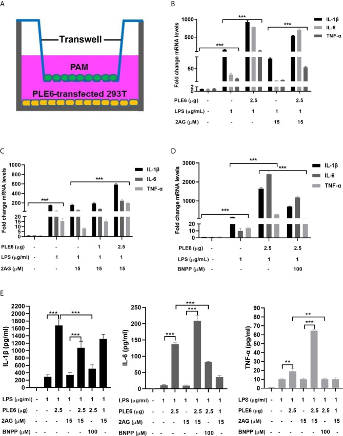 Enhanced LPS-stimulation on the expression of proinflammatory cytokines in coculture model of PAMs and 293T cells. (A) Diagrammatic presentation of the coculture model. (B) Enhanced LPS-stimulation on the expression of proinflammatory cytokines in coculture model. PAM and PLE6-transfected 293T cells (non-transfected cells as controls) were cocultured for 24 h along with LPS (1 µg/mL), 2-AG (15 µM) or both. total RNA was isolated and analyzed for the mRNA level of proinflammatory cytokines by RT-qPCR. (C) Enhanced LPS-stimulation on the expression of proinflammatory cytokines in coculture model as a function of the amount of PLE6. Coculture was performed as described for Experiment B (above). However, the transfection of PLE6 plasmid was performed at 1 and 2.5 µg. (D) Reduced PLE6 increases on the expression of proinflammatory cytokines by BNPP. Coculture was performed similarly as described. However, cells were cocultured in the presence of BNPP at 100 µM. Likewise, the mRNA expression of proinflammatory cytokines was determined. (E) Effect of PLE6, 2-AG, BNPP or in combination on protein expression of proinflammatory cytokines in the coculture model. Cells were cultured and treated similarly. The levels of proinflammatory cytokines was determined with a protein chip. The data in Figure 4 are presented as the mean ± SEM of 3 independent experiments. Statistical significance was indicated by asterisks (** P < 0.01; *** P < 0.001).