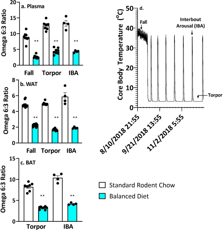 Omega 6:3 ratio is lower in plasma, WAT and BAT of Balanced Diet AGS. (a) Plasma, **p < 0.001, two tailed t-test, fall n = 9, torpor n = 7–8, IBA n = 4. (b) WAT, **p < 0.001, two-tailed t-test, fall n = 11–12, torpor n = 7–8, IBA n = 4. (c) BAT, **p < 0.001, two tailed t-test, torpor n = 7–8, IBA n = 4. (d) An example of time points when AGS were sampled over the hibernation season. Data shown are mean ± SEM. Black dots are individual data points.