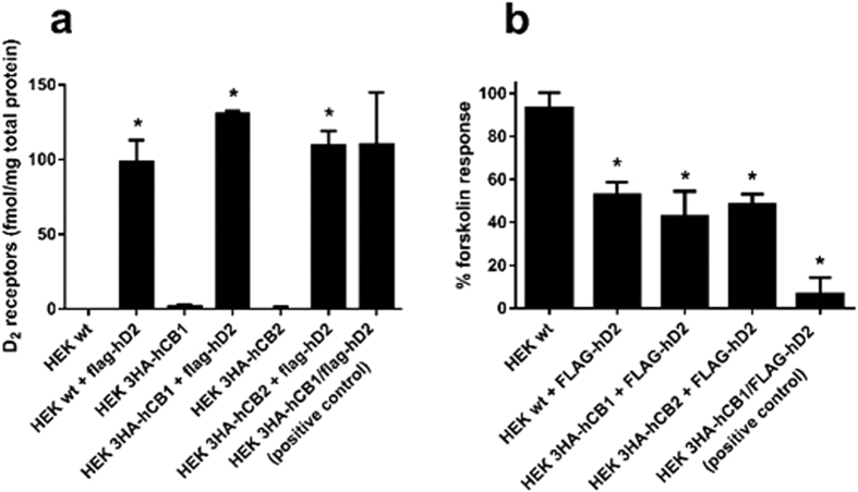 [3H]-raclopride whole-cell binding and cAMP signalling in HEK cell lines stably transfected with FLAG-D2.Cells were stably transfected with FLAG-hD2 and assayed day 56-57/16 passages post-transfection. [3H]-raclopride binding assays were performed, demonstrating approximately equal numbers of D2 binding sites between all FLAG-hD2-transfected cell lines, but not in untransfected cell lines (a). Mean ± SEM of three independent experiments, *p < 0.05 significant compared to untransfected parental cell line. The ability of 100 nM quinpirole to inhibit 5 μM forskolin-induced cAMP increase was measured using a cAMP biosensor over 15 minutes of stimulation in cell lines 57 days/16 passages post-transfection with FLAG-hD2 (other than “HEK wt” which was not transfected) (b). cAMP responses were normalised to forskolin alone (100%) and vehicle (0%). Mean + SEM of three independent experiments. p < 0.05; *significant inhibition compared to forskolin alone.