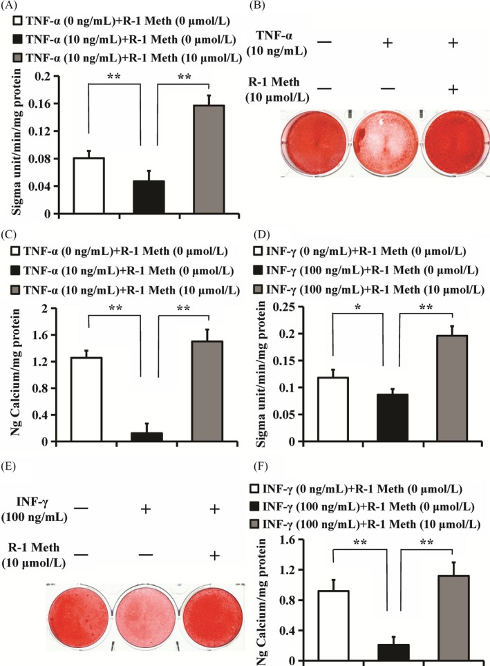 The function of R‐1 Meth on osteo/dentinogenic differentiation in PDLSCs under TNF‐α and INF‐γ stimulation. A‐C, 10 µM R‐1 Meth and 10 ng/mL TNF‐α were used to treat PDLSCs. A, ALP activity assay. B, Alizarin Red staining. C, Calcium quantitative analysis. D‐F, 10 µM R‐1 Meth and 100 ng/mL INF‐γ were used to treat PDLSCs. D, ALP activity assay. E, Alizarin Red staining. F, Calcium quantitative analysis. One‐way ANOVA was performed to determine statistical significance. Error bars represent the SD (n = 3). *P ≤ .05; **P ≤ .01