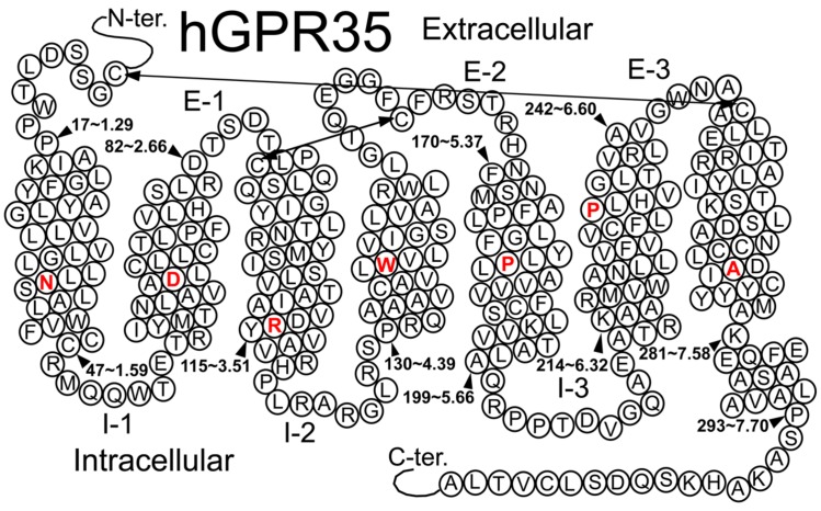 Helix net representation of human GPR35/CXCR8 receptor structure. The most highly conserved residue in each transmembrane helix (among Class A GPCRs) is shown in red. Possible disulfide bridges are indicated by double-headed arrows.