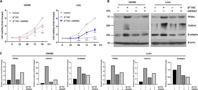 Regulation of vesicle formation by PPARγ. (A) The MTT assay was performed after combined treatment with Δ9-THC and GW9662, a PPARγ inhibitor. (B) Western blot analysis was performed in SW480 and LoVo human colorectal cancer cells treated with 40 μM Δ9-THC for 24 h, 3.3 nM GW9662, or the combination. (C) Densitometric analysis was performed with Western blot images