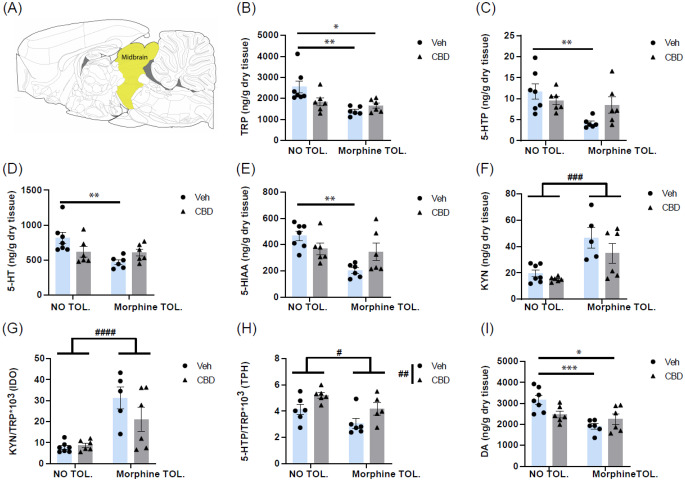 Effects of cannabidiol (CBD) treatment in sciatic nerve injured (SNI) rats tolerant (morphine TOL.) and non-tolerant (NO TOL.) to morphine on the metabolites of the tryptophan to serotonin and kynurenine pathways and dopamine in the midbrain: panels show (a) sagittal section of midbrain rat brain (coordinate: lateral 0.40 mm), from Paxinos and Watson [31], levels of (b) tryptophan (TRP), (c) 5-hydroxytryptophan (5-HTP), (d) 5-hydroxytryptamine (5-HT), (e) 5-hydroxyindole acetic acid (5-HIAA), (f) kynurenine (KYN), (g) 5-HTP/TRP*1000 ratio as a proxy of the activity of the enzyme tryptophan 5-hydroxylase (TPH), (h) KYN/TRP*1000 ratio as a proxy of the activity of the enzyme indoleamine 2,3-dioxygenase (IDO), and (i) dopamine (DA). Data are presented as mean ± SEM (N = 5–7 rats per group) with individual values indicated by dots (vehicle, veh) or triangles (CBD). *p < 0.05, **p < 0.01 and ****p < 0.0001, two-way ANOVA followed by Bonferroni post hoc test. # p < 0.05, ## p < 0.01, ### p < 0.001, and #### p < 0.0001, main effect of morphine tolerance or CBD treatment following two-way ANOVA