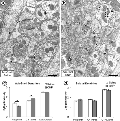 Quinpirole-induced shift in D2R-immunogold particles from the plasma membrane (block arrows) to the cytoplasm (small black arrows) in dendritic profiles preferentially located in the Acb shell. Electron micrographs showing the immunogold silver D2R labeling in sections through the Acb shell of a mouse receiving saline (a) or quinpirole (QNP; b 1 h prior to sacrifice). In these micrographs, CB1R-immunoperoxidase-labeled axon terminals (CB1-t, CB1-ax) form asymmetric excitatory-type synapses with dendritic spines, some of which show D2R immunogold (D2-sp) as do nearby D2R-immunogold-labeled terminals (D2-t). c Bar graphs indicating that as compared with saline-injected controls, mice receiving quinpirole have a statistically significant (asterisk) reduction in plasmalemmal (number of particles per unit length; PM/perim) and an increase in cytoplasmic D2R-immunogold density (number of particles per unit cytoplasmic area of the dendrite (CYT/area)). No between group differences are seen in the total (plasmalemmal and cytoplasmic) number of D2R-immunogold particles per unit area (TOTAL/area) in dendrites of the Acb shell. d Bar graphs show no significant differences between quinpirole and saline treatment groups in the plasmalemmal, cytoplasmic, or total density of D2R-immunogold particles in dendrites of the dorsal striatum. Scale bars = 500 nm