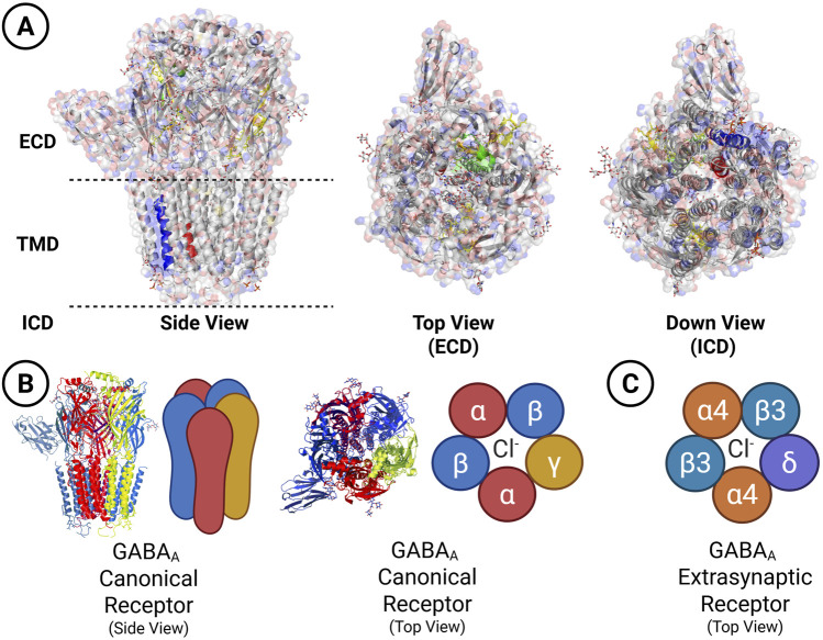 (A) Three molecular models of a GABA\(_A\) receptor: side view showing extracellular (ECD), transmembrane (TMD), and intracellular (ICD) domains; top view of ECD; down view of ICD. (B) Canonical GABA\(_A\) receptor side and top views, including a colored diagram of subunits \(\alpha, \beta, \gamma\), and chloride ion. (C) Diagram of extrasynaptic GABA\(_A\) receptor subunits \(\alpha4, \beta3, \delta\), and chloride ion.