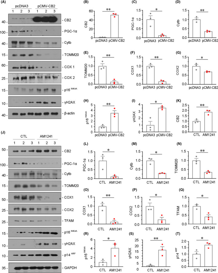 CB2 induces mitochondrial dysfunction and cellular senescence in vitro. (A–I) Representative Western blot and quantitative data showing the expression of CB2, PGC‐1α, Cytb, TOMM20, COX1, COX2, p16INK4A, γH2AX in HKC‐8 cells. HKC‐8 cells were transfected with CB2 expression plasmid (pCMV‐CB2) for 24 h. *p < 0.05, **p < 0.01 versus the pcDNA3 group (n = 3). (J–T) Representative Western blot and quantitative data showing the expression of CB2, PGC‐1α, Cytb, TOMM20, COX1, COX2, TFAM, p16INK4A, γH2AX and p14ARF in HKC‐8 cells. HKC‐8 cells were treated with AM1241 (10 μM) for 48h. *p < 0.05, **p < 0.01 versus the control group (n = 3)