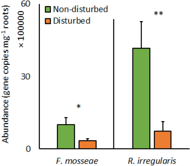 Abundance of arbuscular mycorrhizal fungal taxa in roots of the perennial plant species Crepis biennis either paired or not with weedy annual, Erigeron annuus, respectively, as affected by soil disturbance. Bars represent means accompanied by standard errors (n = 10).