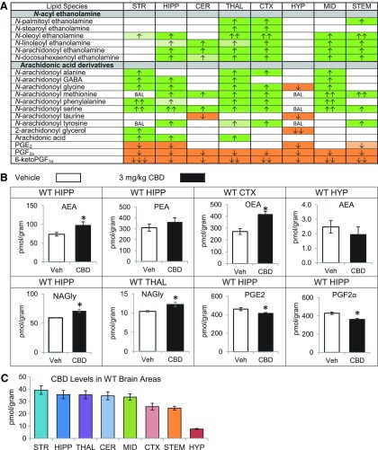 Effects of systemic 3 mg/kg CBD on levels of six different NAE lipids, targeted AA-derived lipoamines, 2-AG, free AA, and PGs 2 h after injection in the adult C57 female mouse striatum (STR), hippocampus (HIPP), cerebellum (CER), thalamus (THAL), cortex (CTX), hypothalamus (HYP), midbrain (MID), and brainstem (STEM) and levels of CBD in each region. (A) Cells with shaded arrows indicate a change for that lipid in the CBD-exposed brain area relative to the same vehicle-exposed area. The arrow color indicates the direction of a significant result relative to control. Green colors represent increases, with darker green representing a significant (p<0.05) increase and lighter green representing a trending (p<0.10) increase. Orange colors represent decreases, with darker orange indicating a significant (p<0.05) decrease and light orange representing a trending (p<0.10) decrease. The number of arrows indicates the magnitude of the difference. One arrow indicates a magnitude difference of less than 1.5-fold, two arrows indicates a 1.5–1.99-fold change, and three arrows indicate a 2–2.99-fold change. BAL stands for “below analytical limit,” whereas a blank cell indicates that there was no change in the lipid's level. See Supplementary Methods and Supplementary Figure S3 for more detailed description of analysis. (B) Bar graphs showing mean levels of AEA in the WT HIPP, PEA in the WT HIPP, OEA in the WT cortex (CTX), AEA in the WT hypothalamus (HYP), NAGly in the WT HIPP, and prostaglandins PGE2 and PGF2α in the WT HIPP 2 h after a vehicle injection (open bars) or a 3 mg/kg CBD injection (black bars). The units on the y-axis are moles of lipid per gram of tissue. Error bars are±standard error. “*” represents a difference of p<0.05 between CBD and vehicle groups. In the WT HIPP, levels of AEA increased (corresponding to a darker green cell with one up arrow in A), whereas levels of PEA showed no change in this region (corresponding to a blank cell in A). Levels of OEA increased in the CTX (two up arrows in a darker green cell in A). In the HYP, there was no significant difference in AEA. Levels of NAGly were significantly higher in the CBD-exposed HIPP (corresponding to a darker green cell with one up arrow in A). In addition in the HIPP, levels of PGE2 and PGF2α decreased (corresponding to darker orange cells with one down arrow). (C) Levels of CBD in eight brain regions of female mice 2 h after an acute 3 mg/kg CBD injection. Units on the y-axis are moles of CBD per gram of tissue. Error bars are±standard error. Brain areas are ordered to correspond with their CBD levels, with the area having the highest concentration shown on the left and the area with the lowest on the furthest right. 2-AG, 2-arachidonoyl glycerol; AA, arachidonic acid; AEA, N-arachidonoyl ethanolamine; CBD, cannabidiol; NAE, N-acyl ethanolamine; NAGly, N-arachidonoyl glycine; OEA, N-oleoyl ethanolamine; PEA, N-palmitoyl ethanolamine; PG, prostaglandin; WT HIPP, wild-type hippocampus.