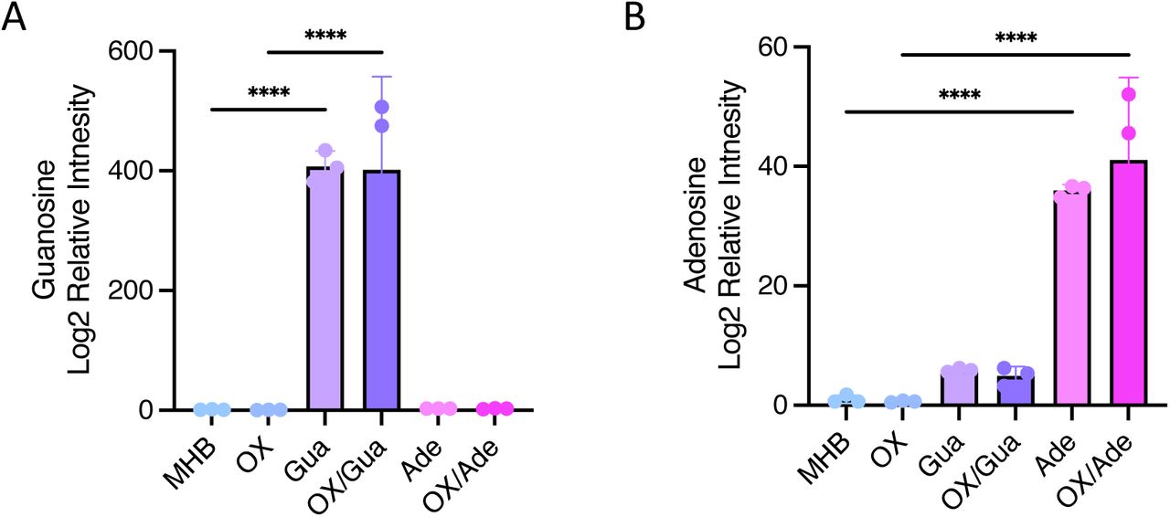 Impact of exogenous guanosine or adenosine alone and in combination with oxacillin on intracellular guanosine and adenosine in MRSA strain JE2.A. Intracellular guanosine (A) and adenosine (B) were quantified in cells grown in MHB, MHB oxacillin (OX, 1 µg/ml), MHB guanosine (Gua, 200 µg/ml), MHB OX/Gua, MHB adenosine (Ade, 200 µg/ml) and MHB OX/Ade. Data presented are the average of three biological replicates plotted using GraphPad Prism V9. Asterisks indicate statistically significant difference according to using a one-way ANOVA test. p-values **** p<0.0001 are indicated.