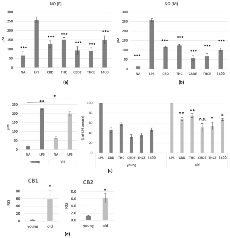 The influence of pure CBD/THC and cannabis extracts on nitric oxide production of LPS-activated peritoneal macrophages. Peritoneal macrophages from C57BL/6 female (a) and male (b) mice were activated for 24 h with LPS, in the presence of cannabinoid treatments (5 µg/mL). 1400W (1400), a specific iNOS inhibitor, served as control. NO• levels in the supernatant were analyzed. (a)—n = 10 mice, from 3 independent experiments; (b)—n = 7 mice, from 3 independent experiments. The differences of all treatments as compare with LPS-activated control (indicated on the graphs) are highly significant. The differences of THCE and THC between CBDE and CBD are significant in (a,b); (c) NO• levels in the supernatant of activated peritoneal macrophages from young (2 months old) and aged (18 months old) C57BL/6 female and male mice. n = 7 mice per group, from 3 independent experiments. The differences between aged and young mice in each treatment, are indicated on the graph; (d) the expression levels of CB1 and CB2 in peritoneal macrophages from young and aged C57BL/6 female mice (n = 3/group) were assessed by real-time PCR analysis. The results are expressed as mean + SEM. p-value *, <0.05; **, <0.01; ***, <0.001. NA—non-activated; LPS—lipopolysaccharide-activated macrophages; THC—D9 tetrahydrocannabino; CBD—cannabidiol; THCE—high THC cannabis extract; CBDE—high CBD cannabis extract; n.s.—not significant.