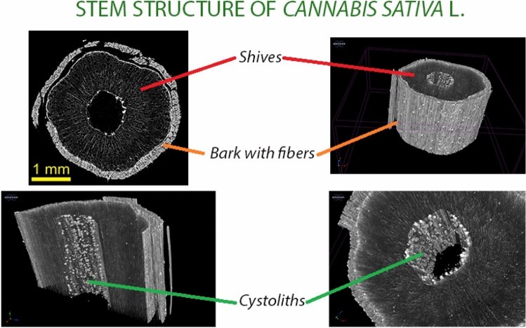 The 3D structural survey of the characteristics of stem of Cannabis sativa L. cultivar Uso 31 for an evaluation of the hemp/fiber ratio. By kind permission of Dr. Giacomo Mele responsible for the CNR-Isafom X-ray Microtomography Laboratory
