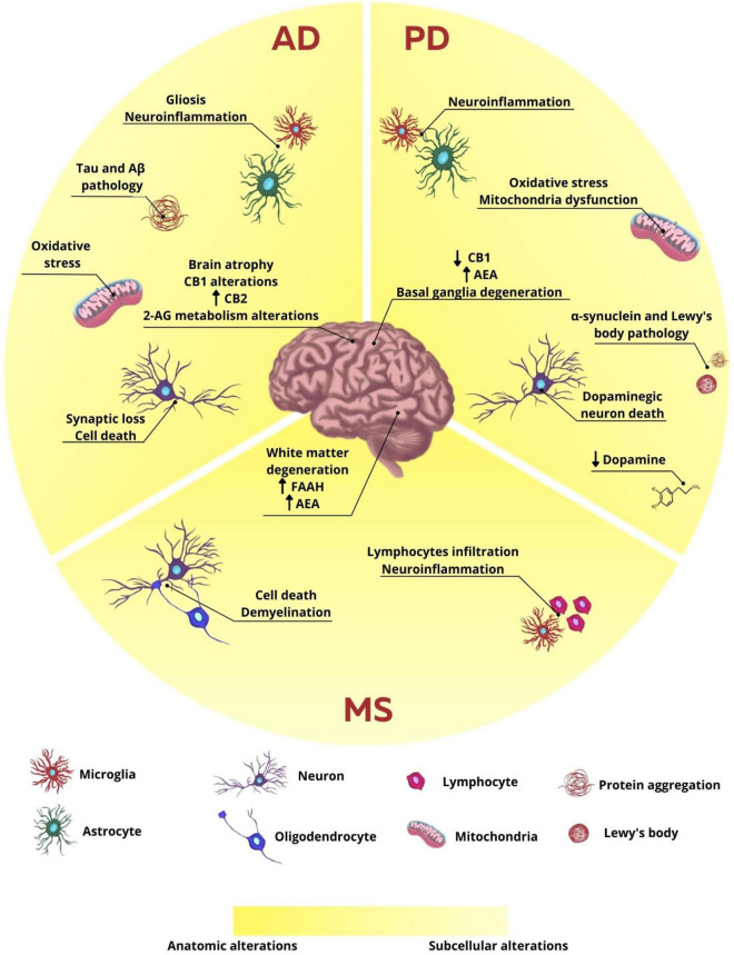 Anatomic and subcellular alterations in neurodegenerative diseases. In AD, the characteristic subcellular alteration is the intracellular aggregates formed by hyperphosphorylated tau protein and extracellular plaques of β-amyloid protein, neuroinflammation associated with gliosis, oxidative stress, synaptic loss, and cell death. The endocannabinoid system is also altered with alteration in CB1, CB2, and 2-AG expression and production, respectively. These cellular changes are related to brain atrophy observed in patients and animals. In PD, the main cellular observation is the loss of dopaminergic neurons and consequent decrease in dopamine release. There is also protein aggregation of α-synuclein and the formation of Lewy bodies, neuroinflammation, and oxidative stress, which leads to basal ganglia degeneration. CB1 expression is reduced and AEA levels are increased. In MS, however, neuroinflammation is the main characteristic of the disease, once lymphocytes infiltrate the brain and microglia reaction. There is also cell death and demyelination, leading to white matter degeneration. FAAH expression and AEA levels are increased.