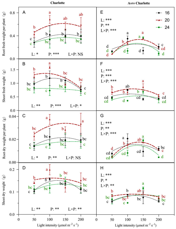 Effects of light intensity and photoperiod on the root fresh weight, shoot fresh weight, root dry weight and shoot dry weight of plantlets of Charlotte (A–D) and Auto Charlotte (E–H). The numbers 16, 20, and 24 represent photoperiod levels (h d−1). Identical letters indicate no significant difference between group means, while different letters indicate significant differences. L represents light intensity, P represents photoperiod, and L × P denotes the interaction between light intensity and photoperiod. Statistical significance levels are indicated by * for p < 0.05, ** for p < 0.01, and *** for p < 0.001, while NS represents no significant effect.