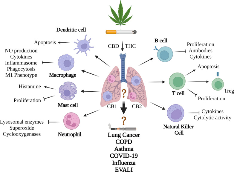 Summary of how cannabis products may impact the pulmonary immune system. Smoking cannabis increases inflammation in the lungs that is typified by increased neutrophils and macrophages. Mechanistically, the direct impact of the cannabinoids THC and CBD on various immune populations is shown although whether these are also impacted in the lungs from inhaled cannabis products is not known. Generally, cannabinoids are immunosuppressive, and prevent cytokine production, proliferation and cell-specific functions (e.g., phagocytosis, antibody production). In some cases, cellular differentiation to a more suppressive phenotype (e.g., Tregs) is observed. The functional consequence of these immunological changes is not known but is theorized to contribute to chronic lung disease development including lung cancer and COPD. The impact on respiratory infections is inconclusive. It is also not known the impact of vaporized cannabis products, including the inhalation of distillates using an e-cigarette. More research is needed to understand the evolving and complex interaction between inhaled cannabis products and the pulmonary immune system