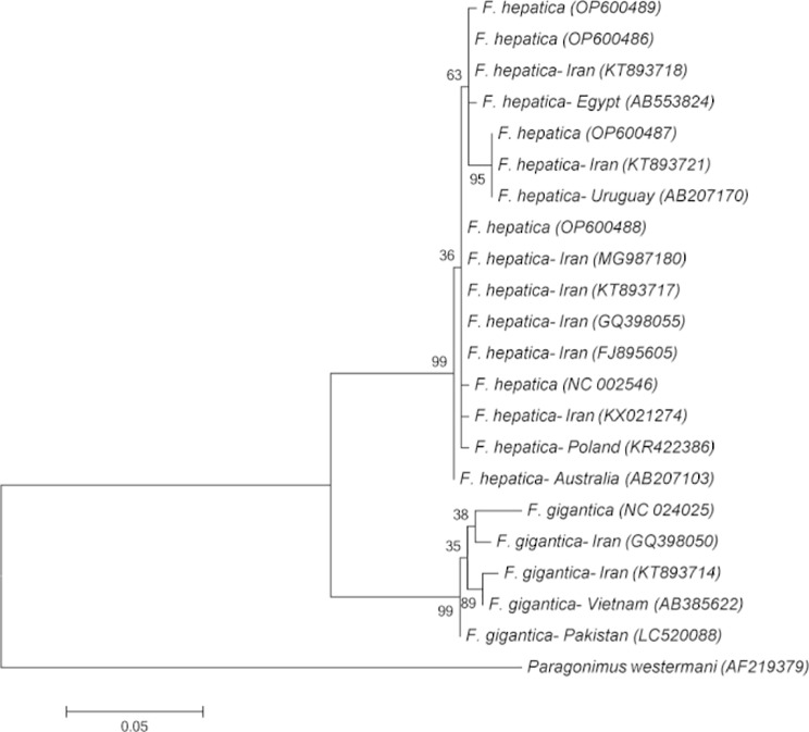 Molecular phylogenetic analysis of Fasciola species based on partial cox1 gene sequences from different geographical locations. Maximum Likelihood method based on Kimura 2-parameter model was used in the analysis. Four haplotypes of the Fasciola flukes isolated from a 42-year-old female patient were deposited in NCBI GenBank under the accession numbers, OP600486-OP600489. Evolutionary analyses were performed in MEGA-6.