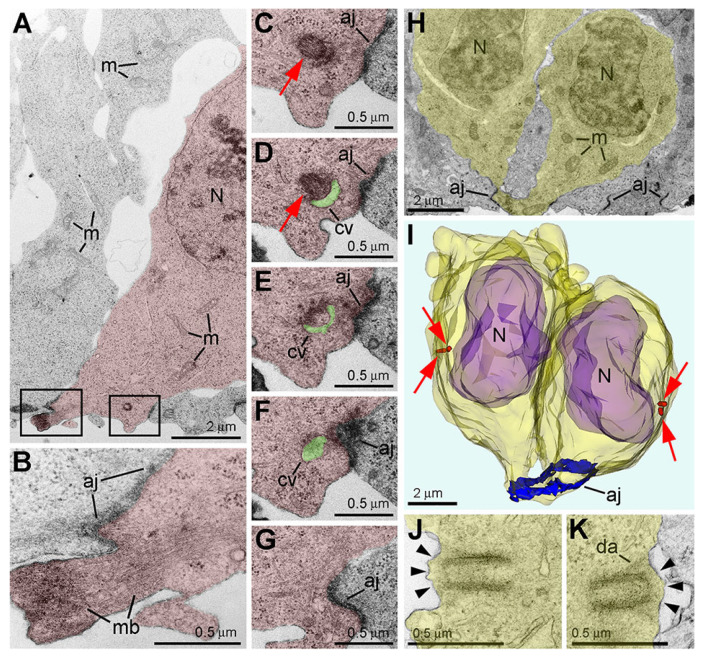 Electron microscopy analysis of the centrosome anchorage in apical NPCs in cerebral ventricular zone from 9-day-old (A–G) and 16-day-old (H–K) mouse embryos. (A) Low-power electron micrograph of a dividing cell (highlighted red) containing microtubule midbody (mb) in the apical segment characteristic for late cytokinesis (left frame in A enlarged in B). The right framed area was enlarged in serial micrographs (C–G) showing the centriole attached to the cilial vesicle (cv, highlighted green) without cilium. Centrosome (red arrow) is located adjacent to adherens junction (aj) and the apical membrane, but it is not anchored to the membrane in the moment of fixation. (H) Low-power electron micrograph of a serial section of a dividing cell (highlighted yellow). (I) 3D reconstruction of prospective daughter cells (semi-transparent yellow) that are still interconnected in the apical segment. Centrioles are depicted in red and pointed to with red arrows; the daughter nuclei (N) are semi-transparent violet, and the adherens junction belt (aj) is blue. (J,K) Two centrioles from both daughter cells are anchored to the baso-lateral membrane (arrowheads) by distal appendages (da). Abbreviation: m, mitochondria. Modified from [94]. (License 6183791501210).