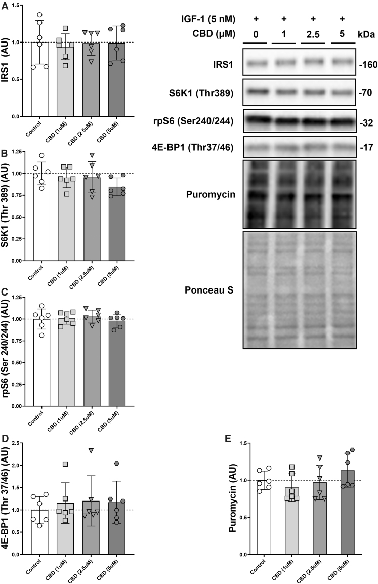 Dose–response relationship between CBD and mTORC1 signaling. Protein levels of IRS1 (A), phosphorylated S6K1 (Thr389) (B), phosphorylated rpS6 (Ser240/244) (C), phosphorylated 4E-BP1 (Thr37/46) (D), and puromycin (E) with increasing dosages of CBD (1–5 μM) in C2C12 myotubes after 60 min on DM + IGF-1 (5 nM). n=6 biological replicates.