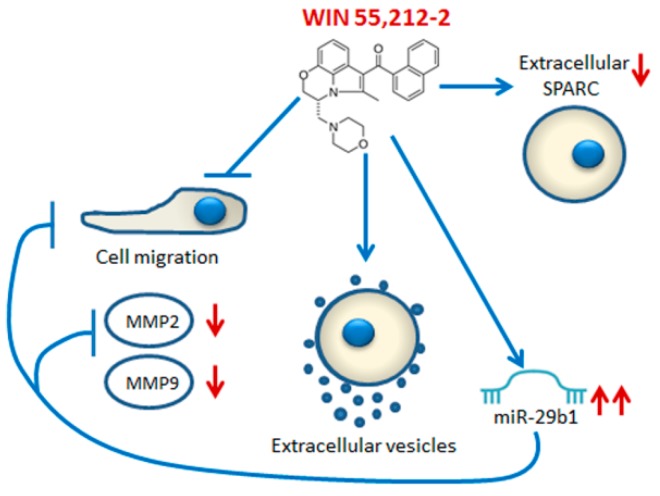 Schematic representation of the WIN-induced anti-migratory effect.