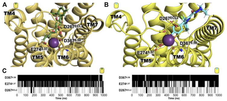 An extracellular sodium-binding site is observed in the simulation of both CB1 complexes. Extracellular view of the sodium-binding site identified by our unbiased simulations in the extracellular side of the (A) CBD/CB1 and (B) AM251/CB1 receptor. The residues that constitute the binding site are: D3676.58, E2745.37, and D267ECL2. (C) Time evolution maps of sodium contact by these three residues where black indicated a contact with a sodium ion (define by a distance of 4 Å or less of any residue heavy atom with a sodium atom), while white indicates the absence of such contact. As shown, residue D3676.58 is the main responsible for establishing electrostatic interactions with a sodium cation and to do so, it usually utilizes both, its side chain carboxylate group and its backbone carbonyl group. The acidic nature of the residue bore at these positions is conserved in the human CB1 receptor (D3676.58, E2745.37, and D267ECL2 are the positions in rat with the corresponding human positions, D3666.58, E2735.37, and D266ECL2).