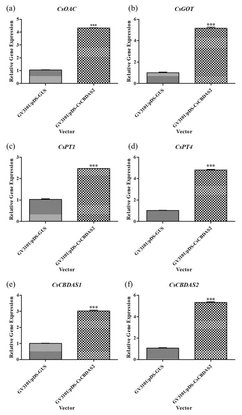 Comparison of the expression levels of CBD biosynthesis-related genes (a–f) in Cannabis sativa ‘Cheungsam’ plants overexpressing CsCBDAS2 under dark conditions. Data represent the means of three replicates, and error bars indicate SEM. Statistical significance was determined using Student’s t-test, with *** p < 0.001.