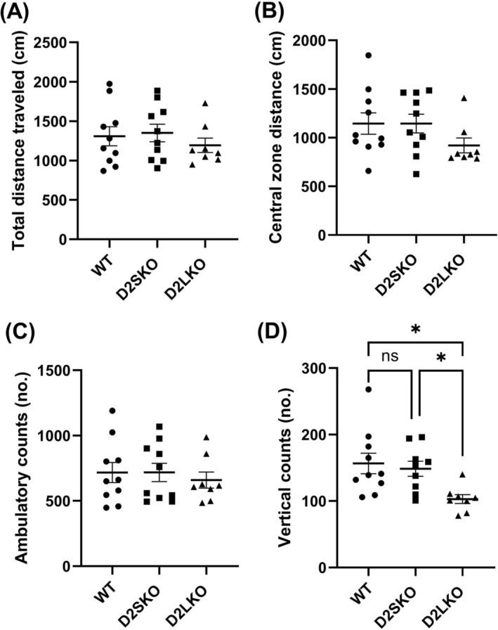 Basal locomotor activity of three genotypes of mice in the open‐field test. There were no statistical differences in total distance travelled (A) [F(2, 24) = 0.529; p = 0.5957; one‐way ANOVA with post hoc Tukey's test], distance travelled in central zone (B) [F(2, 24) = 1.582; p = 0.226] and ambulatory counts (C) [F(2, 24) = 0.276; p = 0.761] among WT, D2S KO and D2L KO mice. (D) The numbers (no.) of vertical counts (rearing behaviour) of D2L KO mice were significantly lower than those of WT and D2S KO mice [F(2, 24) = 5.127; *p = 0.014; one‐way ANOVA with post hoc Tukey's test]. WT, n = 10; D2SKO, n = 9; D2LKO, n = 8. ns, not significant.