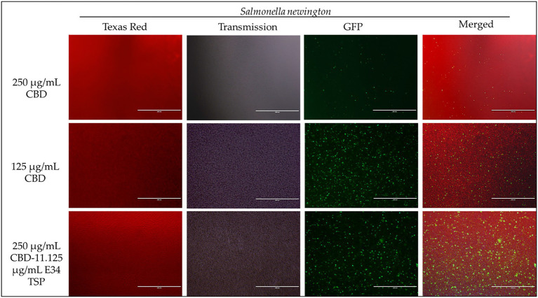 Immunofluorescence analysis of S. Newington (SN) at higher concentrations of CBD extract (250 μg/ml, 125 μg/ml, and 250 μg/ml + 11.125 μg/ml E34 TSP) treatments. Generally, there is observed higher killing of S. Newington in all treatments. Comparatively, there seems to be an observed lower killing of S. Newington at the combination treatment.