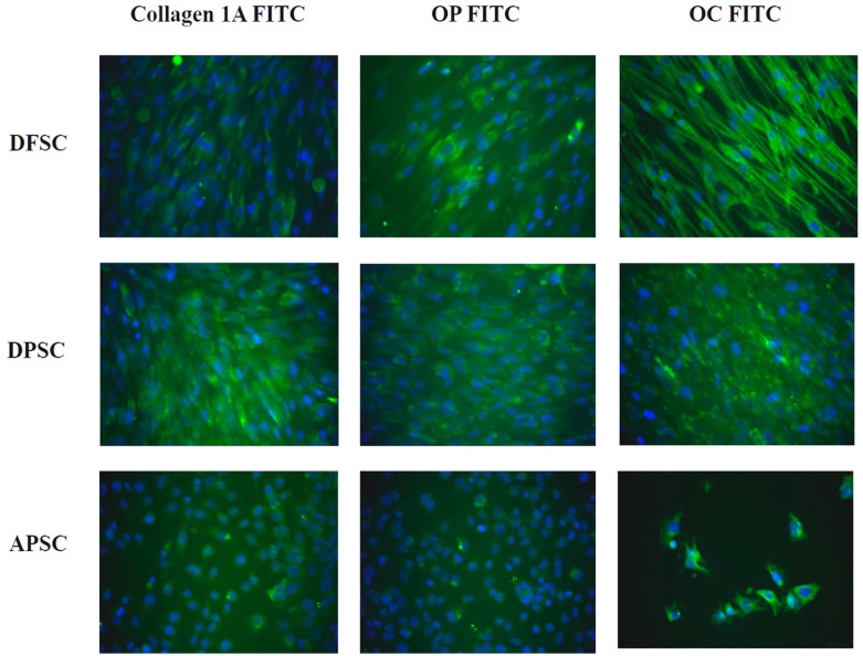 Osteogenic differentiation of dental follicle stem cells (DFSCs), dental pulp stem cells (DPSCs), and apical papilla stem cells (APSCs) stained with monoclonal antibodies for collagen 1A, osteopontin (OP), and osteocalcin (OC) assessed by immunofluorescence.