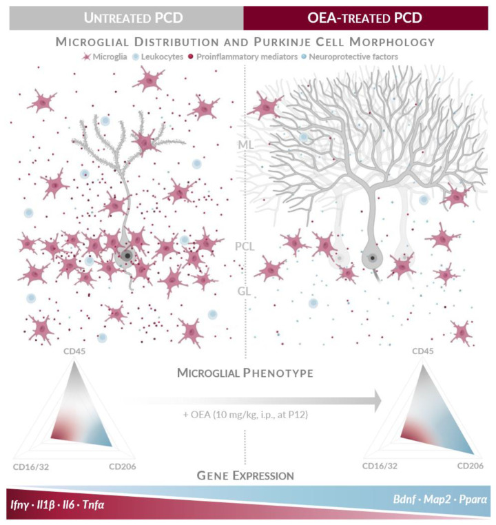 OEA treatment modulates neuroinflammation in the model of selective neuronal degeneration PCD by (top to bottom) (i) decreasing microglial density and modulating its phenotype towards an anti-inflammatory/reparative state; (ii) preventing massive leukocyte infiltration into the cerebellar parenchyma; and (iii) downregulating gene expression of proinflammatory mediators and upregulating that of neuroprotective ones. All these effects together could contribute to a less neurotoxic and more neuroprotective environment that promotes the neuroprotection of Purkinje cells demonstrated in [27]. GL, granular layer; ML, molecular layer; PCL, Purkinje cell layer. Partially created with Biorender.com. Modified from [47].