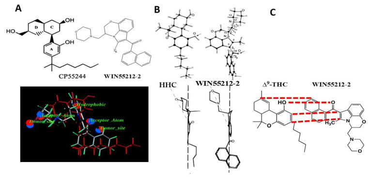 Alignments proposed for the common pharmacophore hypothesis for WIN55212-2 and cannabinoid agonists. (A) Alignment with CP55244, Shim and colleagues [31,35]. Reprinted with permission from Shim, J.Y. et al., J. Med. Chem. 45: 1447–1459, copyright 2002, American Chemical Society. (B) Alignment with (-)9β-OH-hexahydrocannabinol (HHC), Xie and colleagues [36,37]. Reprinted with permission from Xie, X.Q. et al., Life Sci. 56: 1963–1970, copyright 1995, Elsevier. (C) Alignment with Δ9-THC, Huffman and colleagues [29,38,39]. Redrawn using WIN55212-2, from Huffman Curr. Med. Chem. 1999 6: 705.