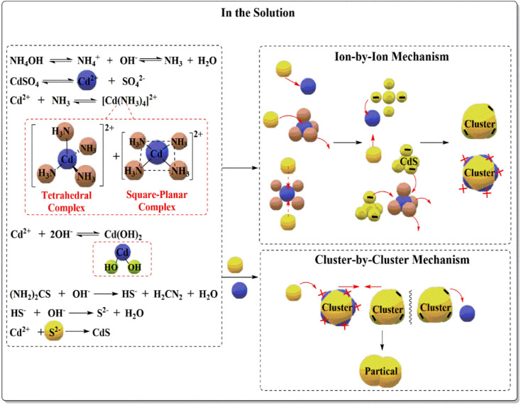 The mechanism of CdS formation in reaction solution.