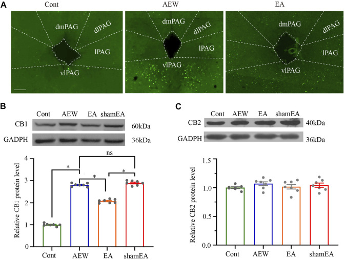 Effect of EA on the expression of CB1 and CB2 receptor protein levels in the vlPAG. (A) The expression of c-Fos in the control group, AEW and EA group. (B) Representative gel image (upper) and quantification (bottom) of the protein level of CB1 receptors in control, AEW, EA and sham EA groups. (C) Representative gel image (upper) and quantification (bottom) of the protein level of CB2 receptors in control, AEW, EA and sham EA groups. GAPDH (36 kDa) was used as a loading control. The protein band at 60 kDa corresponds to the CB1 receptors protein. The protein band at 40 kDa corresponds to the CB2 receptors protein. Data are expressed as means ± SEM (n = 6 mice in each group). *p < 0.05.