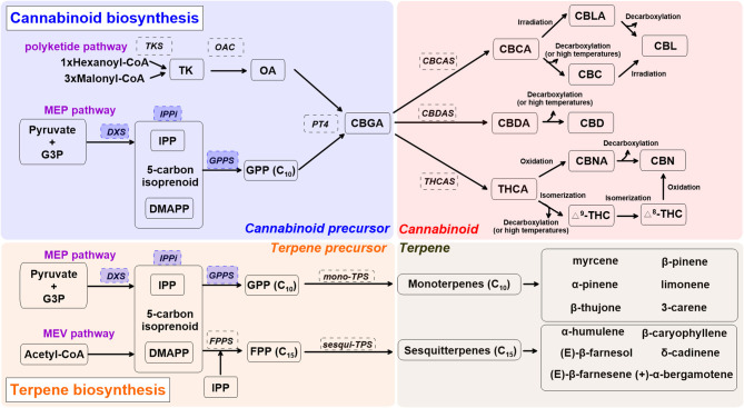 A simplified overview of cannabinoid and terpene biosynthesis pathways in cannabis (Cannabis sativa L.), derived from recent reviews (Hazekamp, 2007; Degenhardt et al., 2017; Sirikantaramas and Taura, 2017; Jin et al., 2019). Enzymes are in dashed line box. Enzymes in shaded blue boxes are upregulated by UV radiation and blue light in Lamiaceae. Cannabis precursor (shade blue): CBDA, cannabidiolic acid; DMAPP, dimethylallyl pyrophosphate; G3P, glyceraldehyde 3-phosphate; GPP, geranyl pyrophosphate; GPPS, geranyl pyrophosphate synthase; MEP, methylerythritol phosphate; PT4, geranylpyrophosphate: olivetolate geranyltransferase 4; IPP, isopentenyl diphosphate; IPPi, isopentenyl-diphosphate delta-isomerase; OA, olivetolic acid; OAC, olivetolic acid cyclase; TK, tetraketide; TKS, tetraketide synthase. Cannabinoid (shade red): CBC, cannabichromene; CBCA, cannabichromentic acid; CBCAS, cannabichromentic acid synthase; CBDAS, cannabidiolic acid synthase; CBD, cannabidiol; CBG, cannabigerol; CBGA, cannabigerolic acid; CBL, cannabicyclol; CBLA, cannabicyclolic acid; CBN, cannabinol; CBNA: cannabinolic acid; Δ8-THC, Δ8-tetrahydrocannabinol; Δ9-THC (or THC), Δ9-tetrahydrocannabinol; THCA, tetrahydrocannabinolic acid. Terpene precursor (shade orange): FPP, farnesyl diphosphate; FPPS, farnesyl diphosphate synthase; MEV, mevalonate; TPS, terpene synthase.