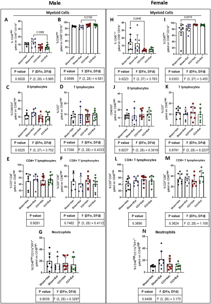 CCI induces changes in the percentage of the CD45lowCD11b+ microglial cell population in the spinal cord, without peripheral immune cell infiltration, at 22 days post‐surgery. Flow cytometry analysis of the percentages of innate and adaptive immune cells in the ipsilateral spinal cord of male (A–G) and female (H–N) rats 22 days post‐surgery. Data were analysed using one‐way ANOVA or the Kruskal‐Wallis test, followed by Šidák's or Dunn's post hoc tests. Tables under the graphs present p values, F values and degrees of freedom from ANOVA tests, as well as p values, H values and degrees of freedom from the Kruskal‐Wallis tests. Values are expressed as mean ± standard deviation; n = 7–9 animals per experimental group.