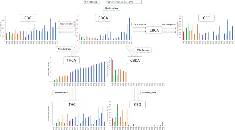 Biosynthetic pathway of cannabinoids originating from olivetolic acid and geranyl pyrophosphate. Graphs describe the cannabinoid contents within the 33 strains obtained arranged from lowest to highest total THC.