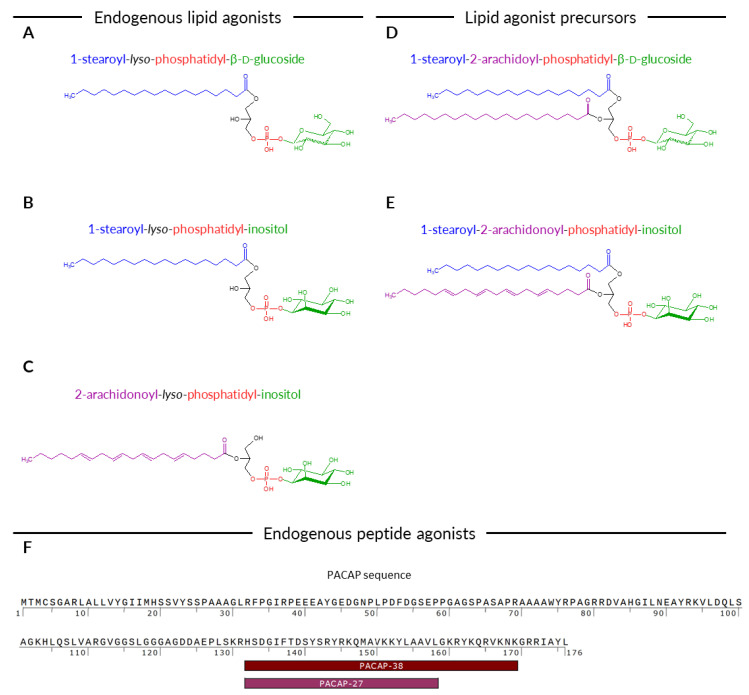 Structure of GPR55 ligands and their precursors. (A) 1-Stearoyl-lyso-phosphatidyl-β-d-glucoside (1-stearoyl-LysoPtdGlc or 1-stearoyl-LPGlc). (B) 1-Stearoyl-lyso-phosphatidylinositol (1-stearoyl-LPI). (C) 2-Arachidonoyl-lyso-phosphatidylinositol (2-arachidonoyl-LPI). (D) 1-Stearoyl-2-arachidoyl-phosphatidyl-β-d-glucoside (1-stearoyl-2-arachidoyl-PGlc). (E) 1-Stearoyl-2-arachidonoyl-phosphatidylinositol (1-stearoyl-2-arachidonoyl-PI). (F) Full-length pituitary adenylate cyclase-activating polypeptide (PACAP) with marked sequences of PACAP27 and PACAP38 peptides.