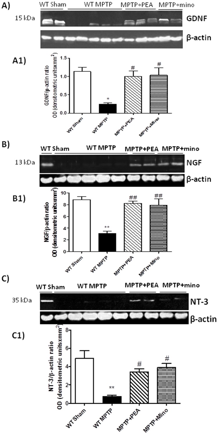 Effect of PEA on GDNF, NGF and NT-3 expression by Western blot analysis.In the brain tissues collected from PPARαWT at 8 days after the MPTP, neurotrophic factors expression was significantly reduced in comparison to sham animals. The treatment with PEA significantly restored in PPARαWT the brain expression of three neurotrophic factors up to that of unreated mice as well as minocycline treatment. *p<0.05 and **p<0.01 vs Sham; #p<0.05 and ##p<0.05 vs MPTP+vehicle.