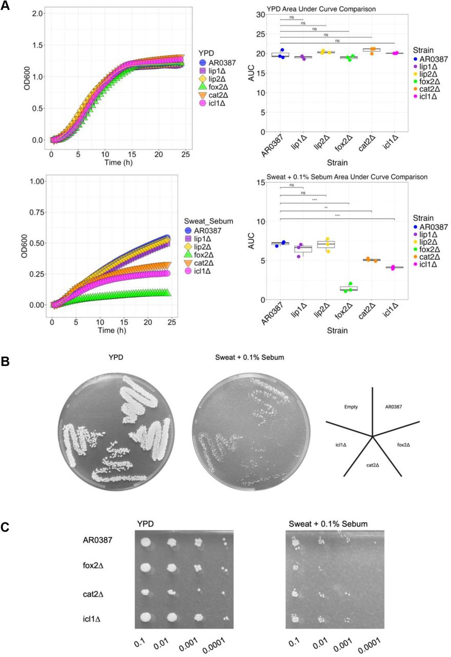 Growth analysis of C. auris strains with deletion of individual lipid metabolism genes. (A) Each strain is grown in a plate reader at 34°C, 200 RPM, for 24 hr. in YPD and Sweat + 0.1% Sebum media and average data is plotted in a growthcurve. AUC (area under the curve) was calculated and compared between each of the strains. (B) Strains were cultured in YPD and Sweat + 0.1% Sebum, set to an OD of 0.1, and swabbed on their respective agar. (C) Strains were cultured in YPD and Sweat + 0.1% Sebum, set to an OD of 0.1, and serial diluted on their respective agar. Statistics were calculated using one-way ANOVA with Tukey’s post-hoc tests, as appropriate. n = 3, three independent experiments. *p < 0.05, **p < 0.01, ***p < 0.001. Images created with BioRender.com.