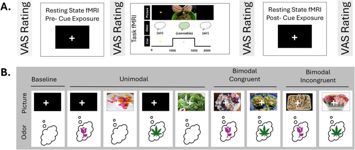 (A) Experimental design consisting of two resting state fMRI scans separated by a 12‐min event related fMRI cue‐reactivity task. The VAS rating scale was administered prior to each fMRI scan. During each cue‐exposure fMRI trial, participants were instructed to prepare to breathe when they saw the yellow cross, and to inhale when the green cross appeared. This figure depicts an example of a bimodal‐congruent trial. (B) Example cannabis and control cue stimuli presented in the fMRI cue‐reactivity task, grouped by type: unimodal, bimodal‐congruent (picture and odour match), bimodal‐incongruent (picture and odour differ). Pink roses = phenylethyl alcohol odorant; green cannabis leaves = cannabis odorant.