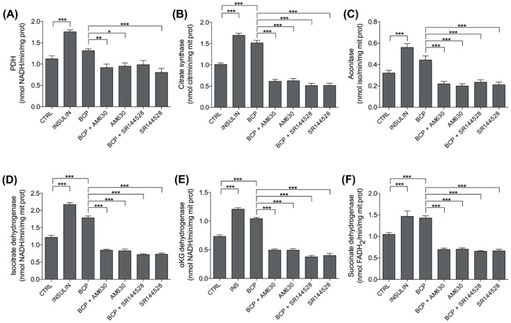 Effects of BCP on mitochondria metabolism. C2C12 cells were left untreated (CTRL) or treated with insulin (25 nM for 30 min; INS), BCP (10 nM for 30 min), AM630 (5 µM for 2 h), or SR144528 (5 µM for 2 h), alone or in combination with 10 nM BCP, added in the last 30 min. The enzymatic activities of (A) pyruvate dehydrogenase (PDH), (B) citrate synthase, (C) aconitase, (D) isocitrate dehydrogenase, (E) α-ketoglutarate (αKG) dehydrogenase, and (F) succinate dehydrogenase were measured spectrophotometrically in mitochondrial extracts in triplicate. Data are expressed as means ± SEM (n = 3). * p < 0.1, ** p < 0.01, *** p < 0.001.