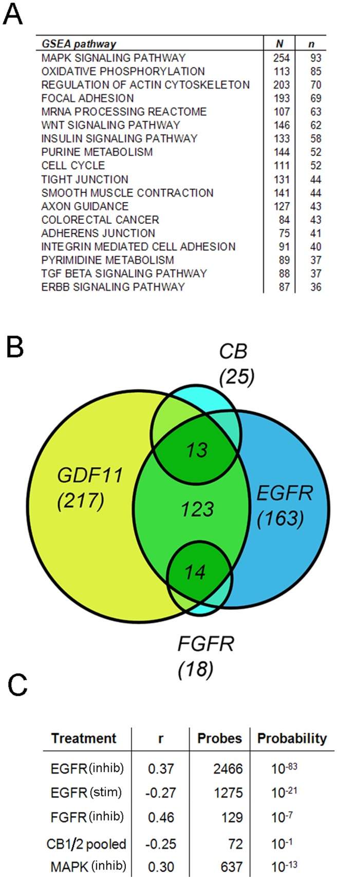 Pathway enrichment analysis for the GDF11 transcriptional response.Sets of genes whose expression was significantly altered by GDF11 treatment were scored for enrichment against the GSEA MSigDB pathway gene sets. Responder sets were considered if including transcripts with significant (p<0.05) expression changes of more than 10%. Enrichment significance was defined as the probability of obtaining the same or better enrichment score with a random set of genes. 18 of the pathways that are regulated by GDF11 are shown in (A) with “N” giving the number of genes assigned to the pathway and “n” showing the number regulated by the treatment. (B) Overlap between the pathways regulated by GDF11 and the EGF, FGF and cannabinoid receptors (CB) is shown as a simple Venn diagram. We next determined if the transcripts that are co-regulated by GDF11 and the EGF, FGF and cannabinoid receptors, or the MAPK pathway, are regulated in the same or opposite direction by determining the Pearson co-efficient r and statistical significance of the regression analysis as indicated in (C). Here, EGF receptor responders were identified by use of selective EGF receptor inhibitors (EGFR-inhib), or by direct stimulation of starved cells with EGF (EGFR-stim). See text for details.