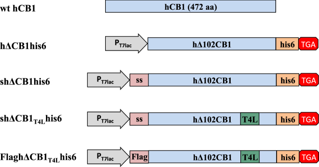 Schematic diagrams of the wt hCB1 protein and the different constructs used in E. coli cells and cell-free expression of the hΔCB1his6 variants.