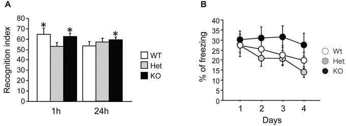 Increased recognition memory retention in MGL KO mice, but normal contextual fear memory in MGL Het and KO mice. (A) Novel object recognition was tested in control (MGL+/+; n = 10), Het (MGL+/−; n = 9), and MGL KO (MGL−/−; n = 8) mice. The recognition index for the novel object recognition test is shown. MGL KO mice still showed a recognition index above chance level when tested 24 h later. Het mice did not recognize the familiar object either 1-h or 24-h after acquisition. *p < 0.05 compared to 50%. (B) Contextual fear conditioning was tested in control (MGL+/+; n = 10), Het (MGL+/−; n = 10), and MGL KO (MGL−/−; n = 10) mice. The percentage of freezing during the four daily sessions of contextual fear conditioning testing is shown. There was no difference between the genotypes.