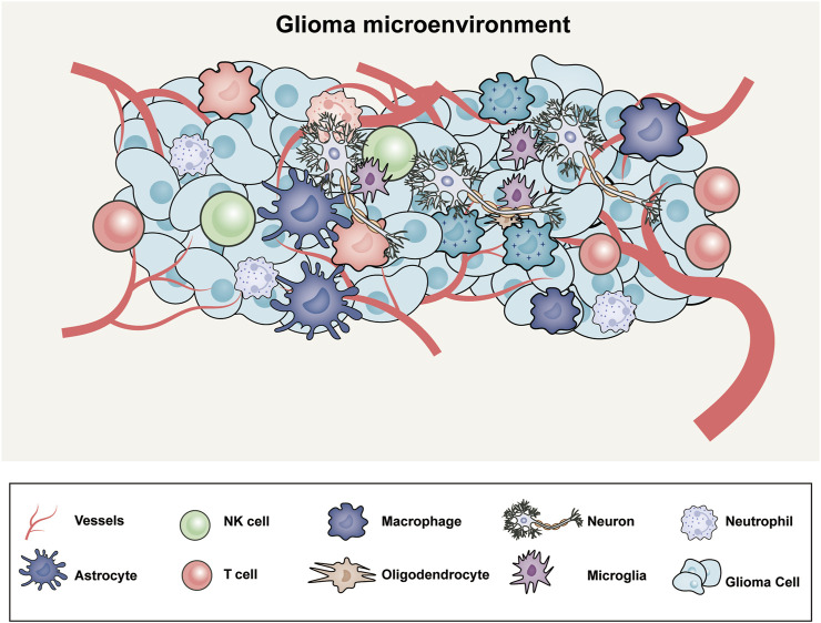 The microenvironment of glioblastoma includes an intricate web of abnormal blood vessels, tumor cells, extracellular matrix, neurons, and glial and immune modulators.