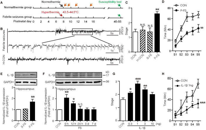 IL-1β promotes seizure susceptibility after prolonged FS.(A) Experimental protocols. (B) Representative EEG recorded in the hippocampus of an 8-day-old rat pup during prolonged FS. Top two panels: pre-ictal, ictal, post-ictal EEG and the enlargement of the rhythmic discharges. Third panel: hippocampal EEG recorded during hyperthermia in rat pretreated with pentobarbital (H-CON). (C) Seizure stages induced by MES in rats experienced simple or prolonged FS (three experiments; n = 7 in control group and n = 8 in other groups). (D) Seizure progression induced by KA in rats experienced prolonged FS (three experiments; n = 8 in each group). (E,F) Representative Western blots of IL-1β from hippocampi immediately after simple or prolonged FS (E), and at different times after prolonged FS (F), while GAPDH was used as loading control (Results represent two to three experiments). (G) Seizure stages induced by MES in rats treated with different doses of IL-1β on P8 (three experiments; n = 8 for control, n = 7 for other groups). (H) seizure progression induced by KA in rats treated with IL-1β on P8 (three experiments; n = 8 in each group; Two-way ANOVA with Bonferroni’s post hoc test). One-Way ANOVA with Turkey’s post-hoc test. **P < 0.01 and ***P < 0.001 compared to control. Error bars indicate S.E.M. S-FS, simple FS; P-FS, prolonged FS.