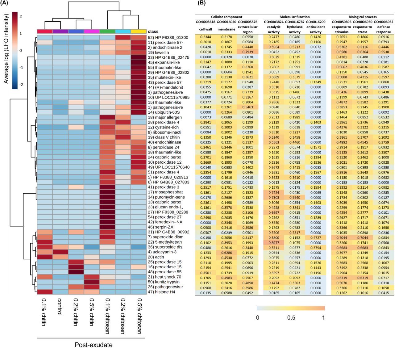 Proteomics analysis displaying clustering heatmap (A) and prediction scores (B) of the exudate proteins. Heatmap shows average of log transformed LFQ intensity within six biological replicates per treatment (A). On horizontal axis, control and chitin samples were clustered together while chitosan treatments were grouped on a separate branch. On vertical axis, proteins highly abundant in 0.2-0.5% chitosan treatments were clustered on the top half of the heatmap. Proteins abundant in 0.1% chitosan were branched in the middle and proteins abundant in control and chitin treatments were clustered at the bottom. Protein number is correlated to protein identification details listed in Supplementary Table S1. Relative prediction scores are presented in three main categories of cellular location, molecular function and biological process (B). From zero to one, higher scores demonstrate an increased possibility of the protein to associate with that particular location, function and process.