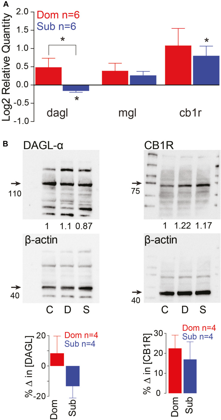 Endocannabinoid signaling pathway is socially regulated and its modulation of M-cell excitability is status-dependent. (A) qPCR gene expression analysis of ECS signaling molecules. Data of dominants and subordinates normalized to control isolates (n = 6 pairs; control isolates n = 6; Kruskal–Wallis test, *p < 0.05). (B) Western blot analysis of dagl-α and cb1 receptor. Each protein was tested concurrently with β-actin as a control. Protein expression of dominants and subordinates was normalized to communal controls as a ratio (illustrated values below each band); C, communals; D, dominants; S, subordinates. Bar graphs represent average % change in protein concentration of four replicates of samples each consisting of 10 brains normalized to WT communals.