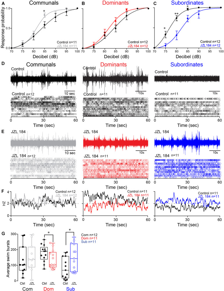 2-AG modulation of escape and swimming activities is social status-dependent. (A–C) Probability of startle escape response before (control) and after JZL184 injections for communals, dominants and subordinates, respectively. Asterisks (∗p < 0.05, ∗∗p < 0.005) denote statistical difference between control and experimental condition at the specified dB level. (D) 1 min recoding of far field-potentials of spontaneous swimming activity before (control) and (E) after JZL184 injections for communal, dominants and subordinates, respectively, along with respective raster plots of each condition. (F) Average swimming frequency for all animals tested before and after JZL184 injection. (G) Box and whiskers plots of the average number of swim bursts per 1 min for each social phenotype. Dots represent individual animals. The box extends from the 25th to 75th percentiles, horizontal line is the median, and whiskers represent max/min values.