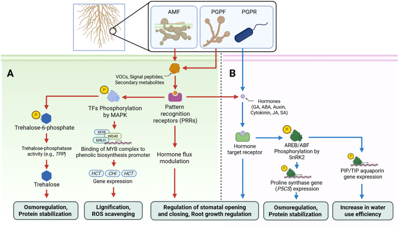 Diagram illustrating plant root interactions with beneficial microbes: AMF, PGPF, and PGPR. Panel A shows signal pathways involving trehalose-phosphatase, MAPK-driven TF phosphorylation, and PRR activation, leading to osmoregulation, lignification, and stomatal regulation. Panel B details hormone signaling, proline synthesis, and aquaporin gene expression, enhancing osmoregulation and water use efficiency.